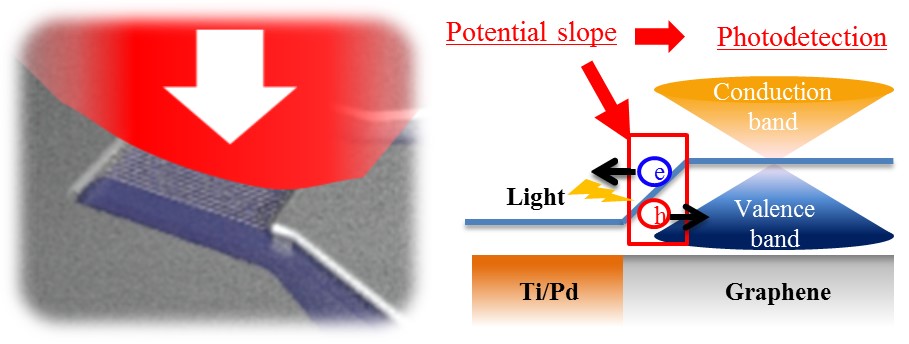 Nanocarbon photodetectors