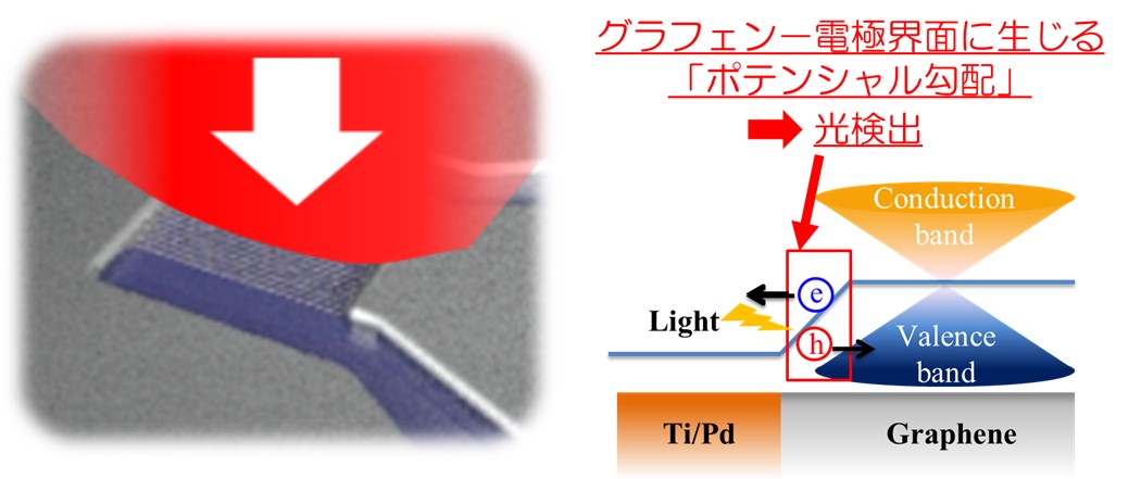 ナノカーボン受光素子